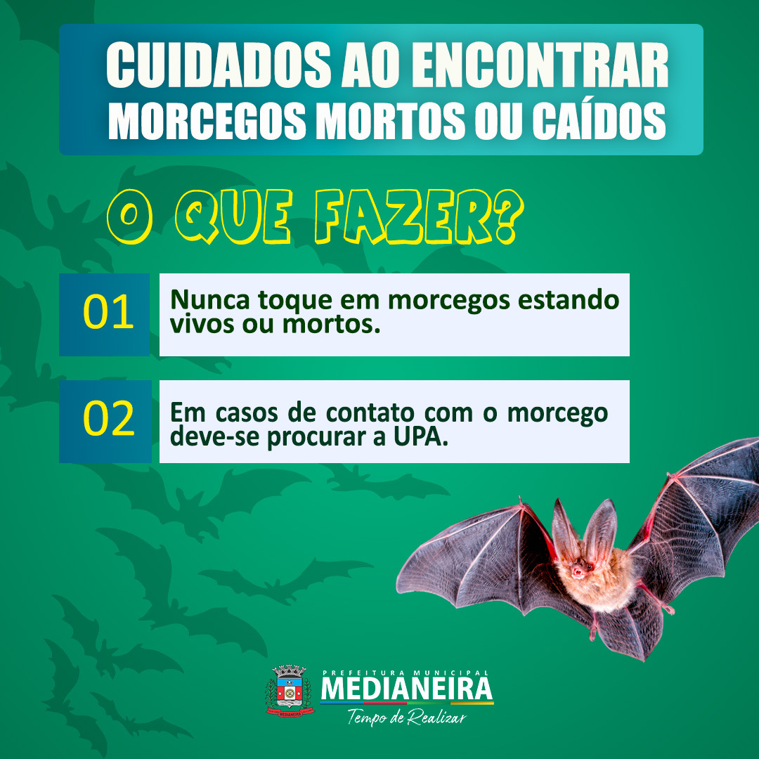 Aumento de morcegos em Medianeira exige atenção da população