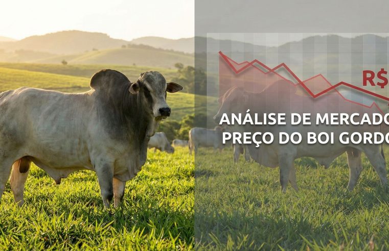 Preço do Boi Gordo Hoje (16/01): Cotação Cai e Surpreende