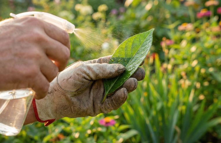 Álcool Isopropílico nas Plantas: Adeus Cochonilhas e Pragas!