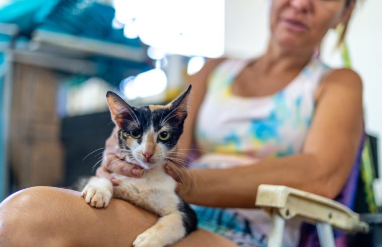 Castração Gratuita em Foz do Iguaçu: Veja o Calendário por Região