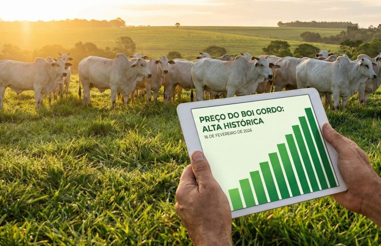 Preço do boi gordo hoje: Alta na arroba e mercado de carnes 🥩