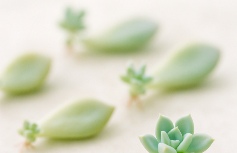Propagação de Suculentas: Multiplique suas Plantas Fácil