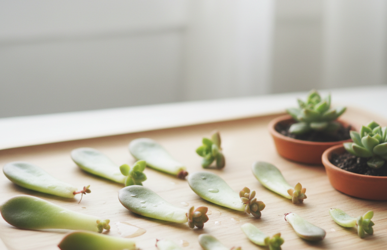 Propagação de Suculentas: Guia Fácil para Multiplicar suas Plantas