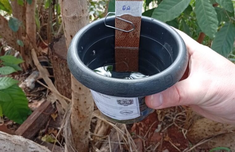 Alerta: Mosquito da dengue avanca em Marechal Rondon
