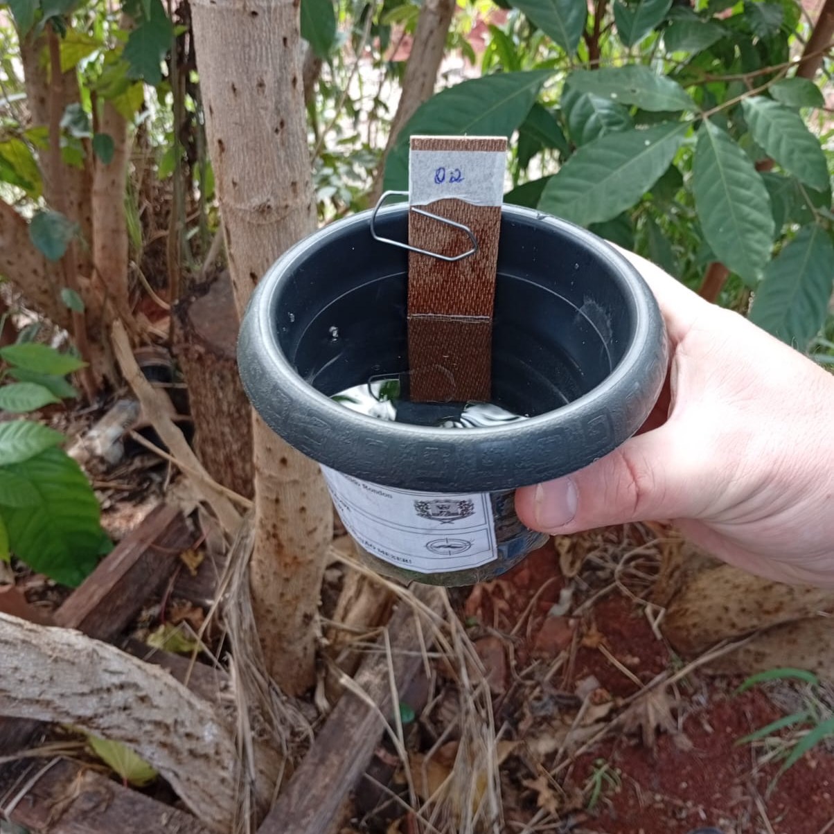 Alerta: Mosquito da dengue avanca em Marechal Rondon