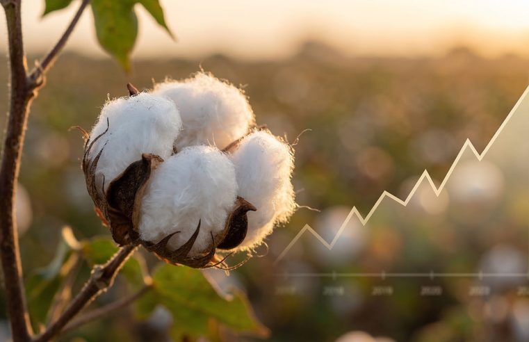 Preço do Algodão Sobe em Março: Oportunidade para Produtores