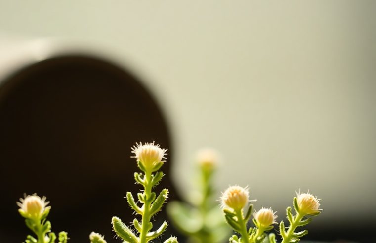 Arranjos de Suculentas: Crie Paisagens em Miniatura