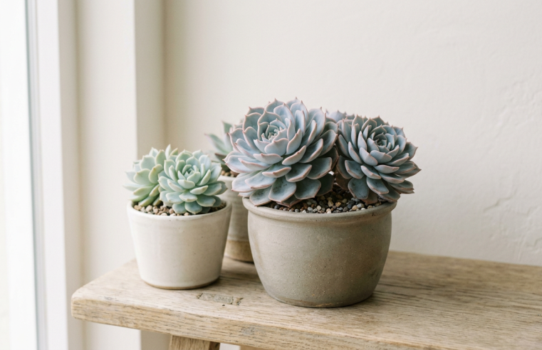 Echeveria: Guia Completo de Cuidados e Variedades🌵
