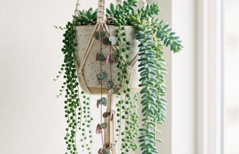 Suculentas Pendentes: Guia Completo para Decorar