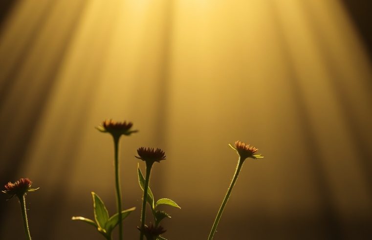 Suculentas: As Regras Essenciais para um Cultivo Perfeito