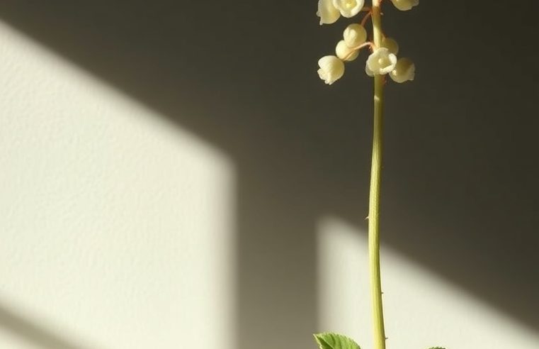 Suculentas Sedum: Guia Completo de Cuidados, Variedades e Usos