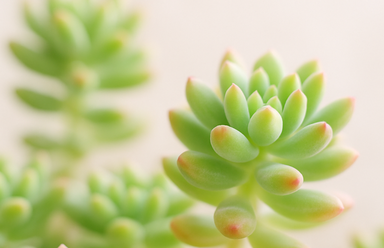Sedum: Guia Completo de Cultivo, Variedades e Usos