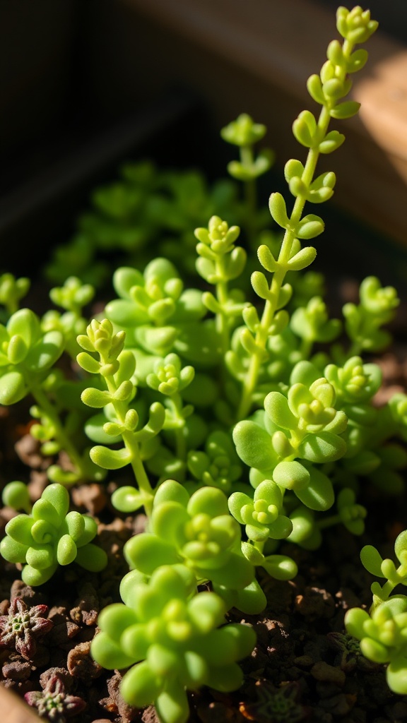 Suculentas Sedum: Guia Completo de Cultivo e Variedades