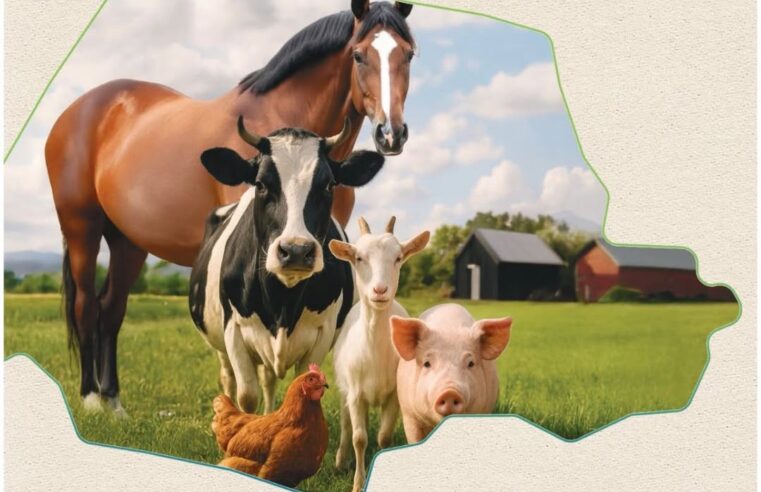 Atualização de Rebanhos Adapar 2026: Prazo e Como Fazer