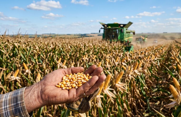 Preço do milho hoje: Saca recua para R$ 69 com avanço da safra