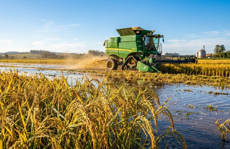 Mercado de Arroz Trava no RS com Produtores Segurando Safra