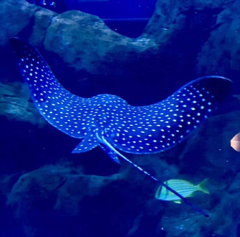 Raia Chitara: Conheça a Nova Estrela do AquaFoz!