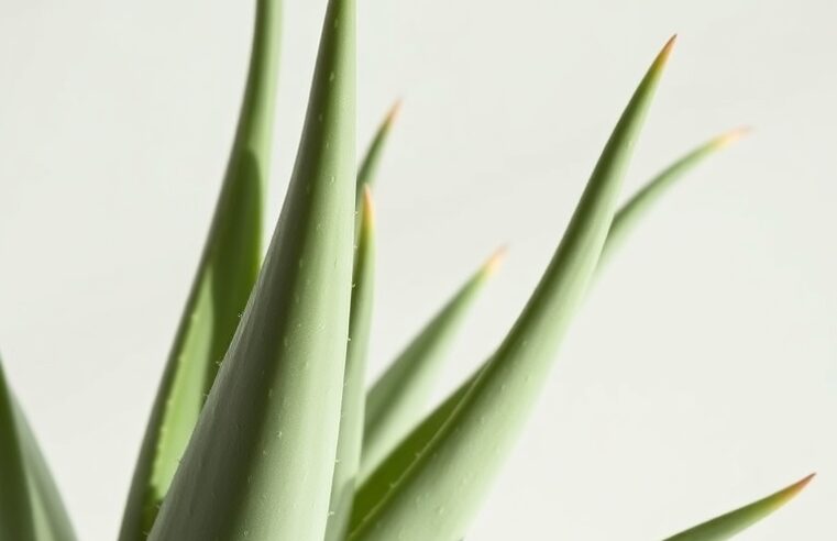 Suculentas Aloe: Guia Completo de Cuidados e Benefícios