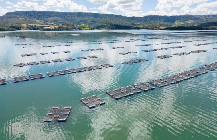 Produção de tilápia no Lago de Itaipu: Projeto bilionário avança