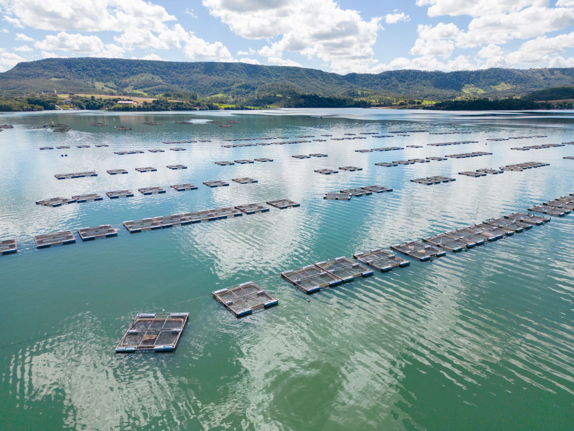 Produção de tilápia no Lago de Itaipu: Projeto bilionário avança