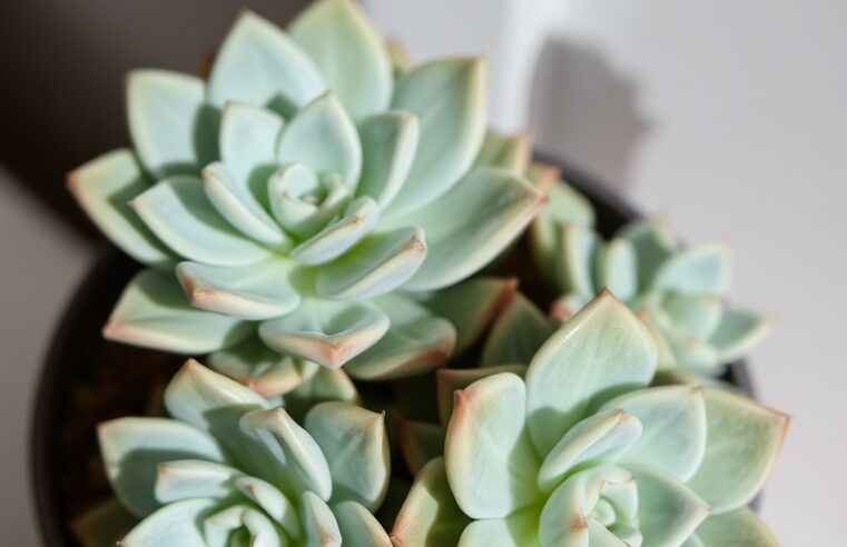 Suculentas Echeveria: Guia Completo de Cuidados e Variedades