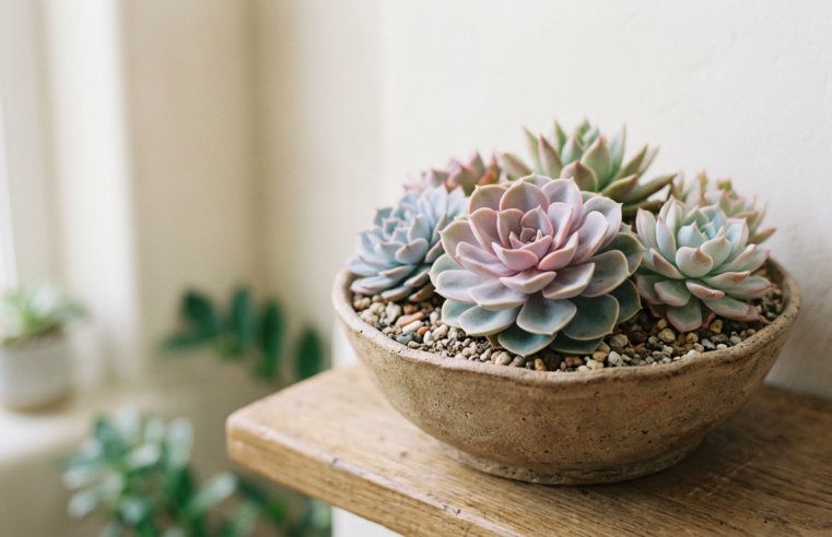 Guia Completo: Suculentas Echeveria – Cuidados e Variedades
