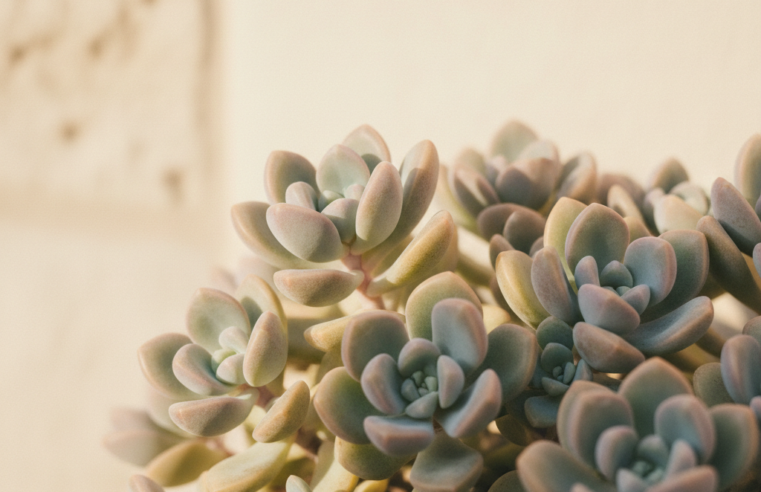 Sedum: Guia Completo de Cuidados e Variedades de Suculentas