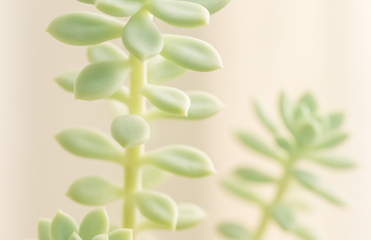 Sedum: Suculentas Fáceis de Cuidar e Cheias de Charme