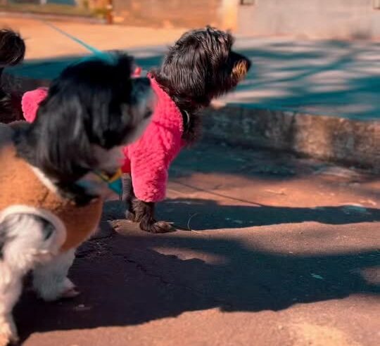 Castração Mundo Novo: Cadastro Para Cães e Gatos Dia 27/06