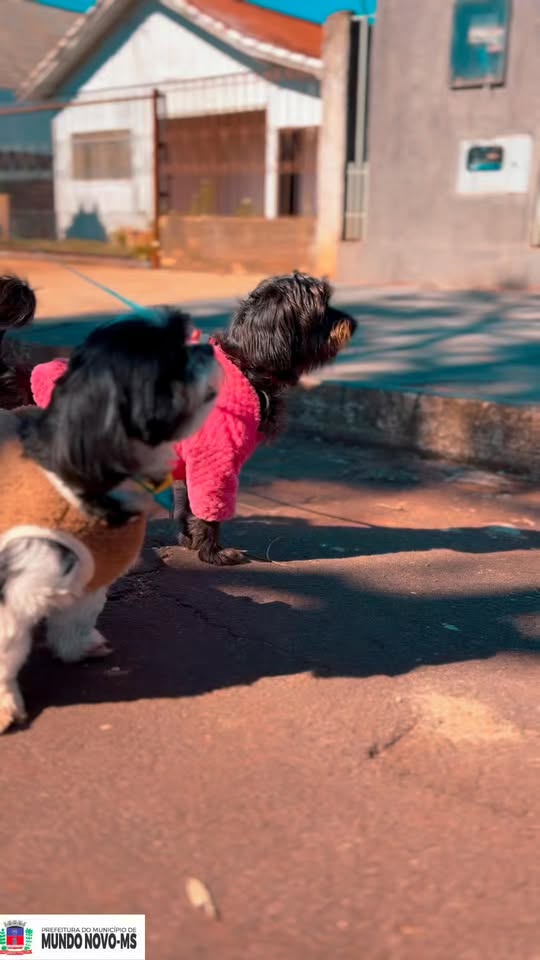 Castração Mundo Novo: Cadastro Para Cães e Gatos Dia 27/06