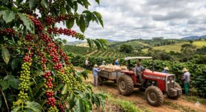 Preço do café arábica despenca com safra recorde