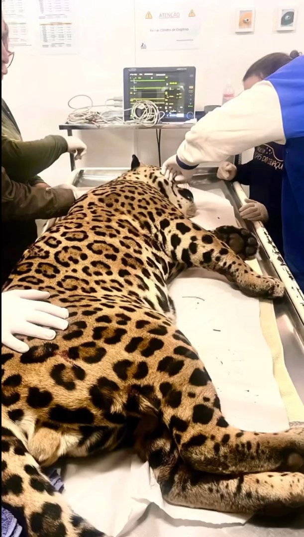 Onça-pintada é capturada em Foz do Iguaçu após susto