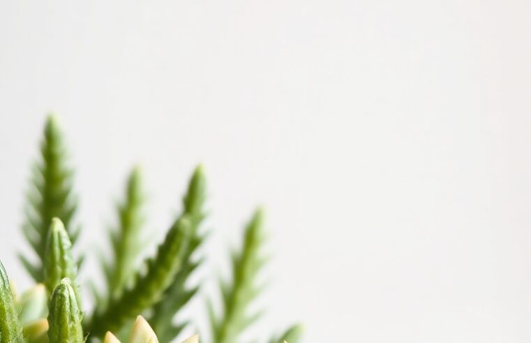 Haworthia: guia completo de cuidados e cultivo