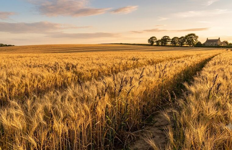 Evangelho 19 de julho 2026: trigo e joio no mesmo campo