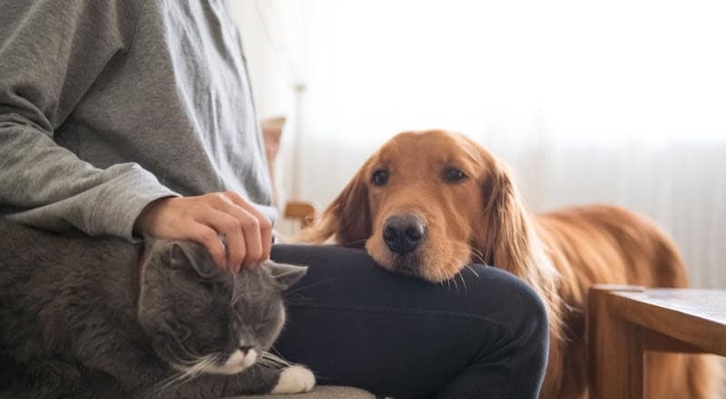 50% evitam falar do envelhecimento do pet, mostra pesquisa