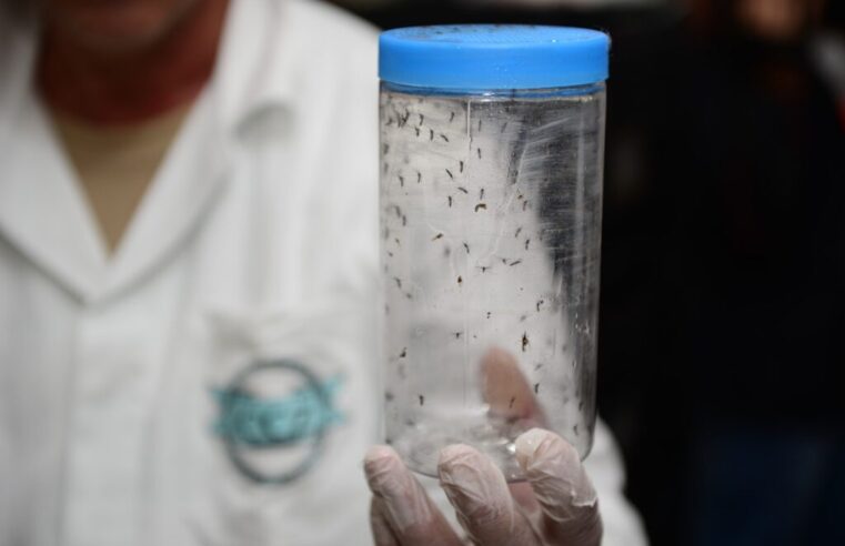 Método Wolbachia Alcança 100% de Foz do Iguaçu contra a Dengue